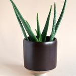 Potted aloe vera plant on a plain background