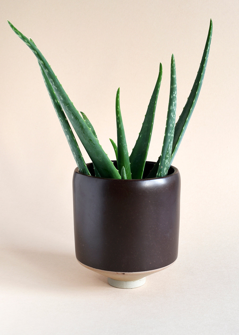 Potted aloe vera plant on a plain background