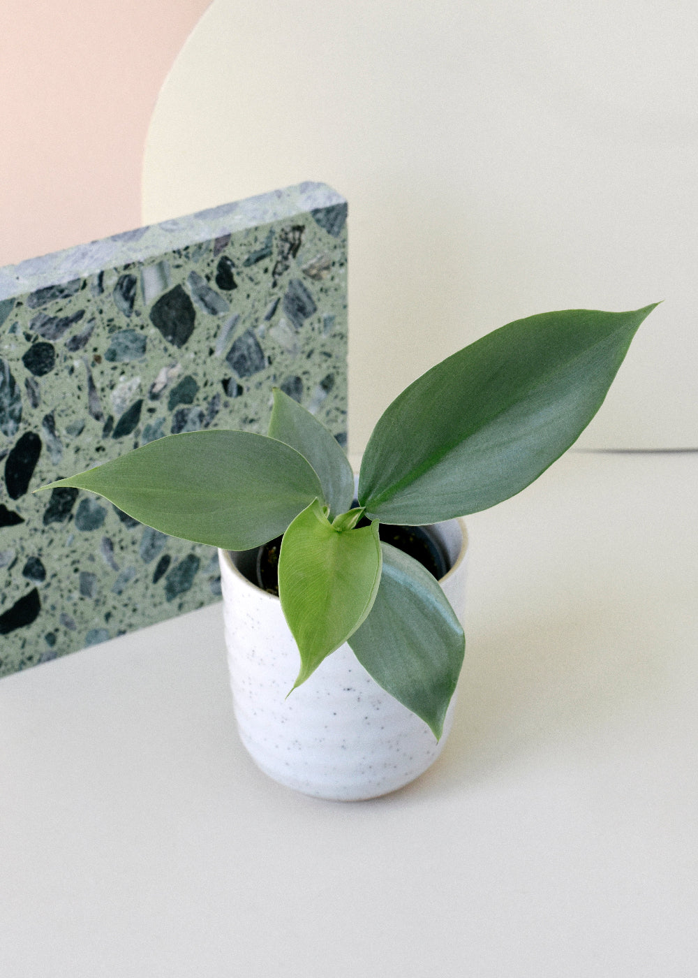 Small potted Philodendron hastatum 'Silver queen' ('Silver Sword') on a white surface with a terrazzo-patterned object in the background