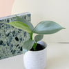 Healthy Philodendron hastatum 'Silver queen' ('Silver Sword') on a white surface with a marble-patterned object in the background