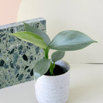 Healthy Philodendron hastatum 'Silver queen' ('Silver Sword') on a white surface with a marble-patterned object in the background