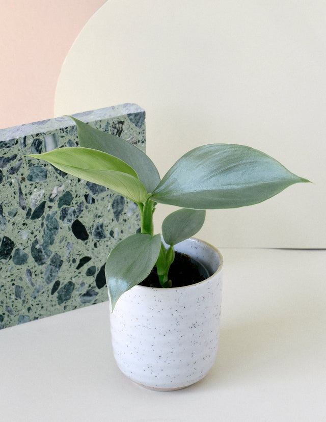Healthy Philodendron hastatum 'Silver queen' ('Silver Sword') on a white surface with a marble-patterned object in the background