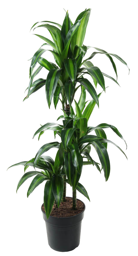Large Dracaena fragrans ‘Hawaiian Sunshine’ XL in a nursery pot, featuring multiple stems and bright variegated leaves.