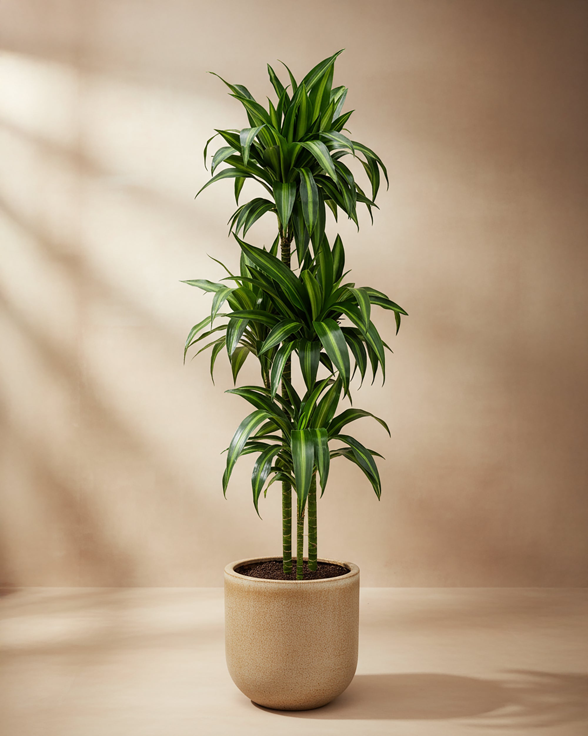 Dracaena fragrans 'Hawaiian Sunshine' XL | Plant Circle