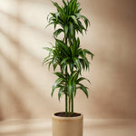 Dracaena fragrans ‘Hawaiian Sunshine’ XL in a modern grey planter, showing tall upright canes and vibrant striped green foliage.