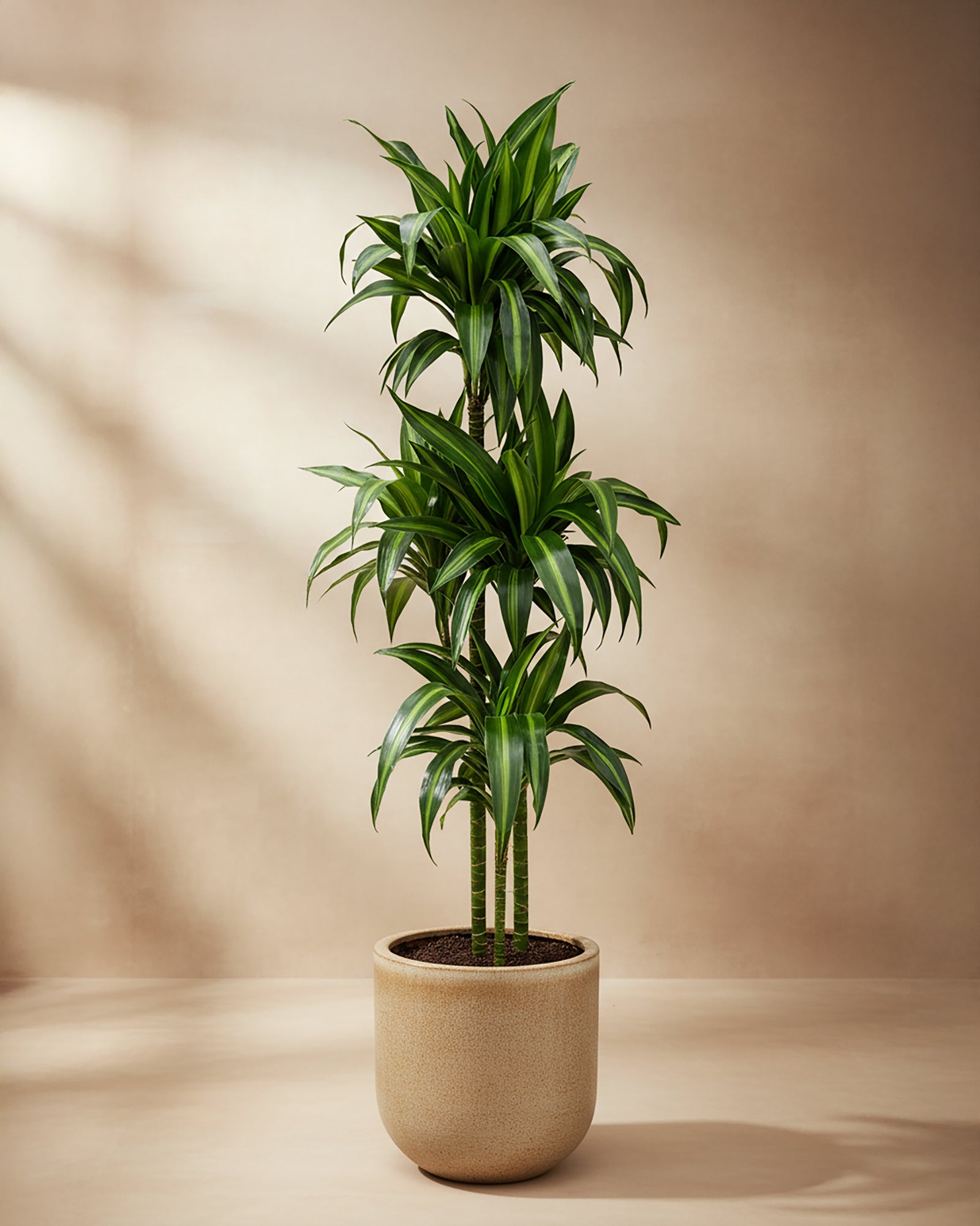 Dracaena fragrans ‘Hawaiian Sunshine’ XL in a modern grey planter, showing tall upright canes and vibrant striped green foliage.