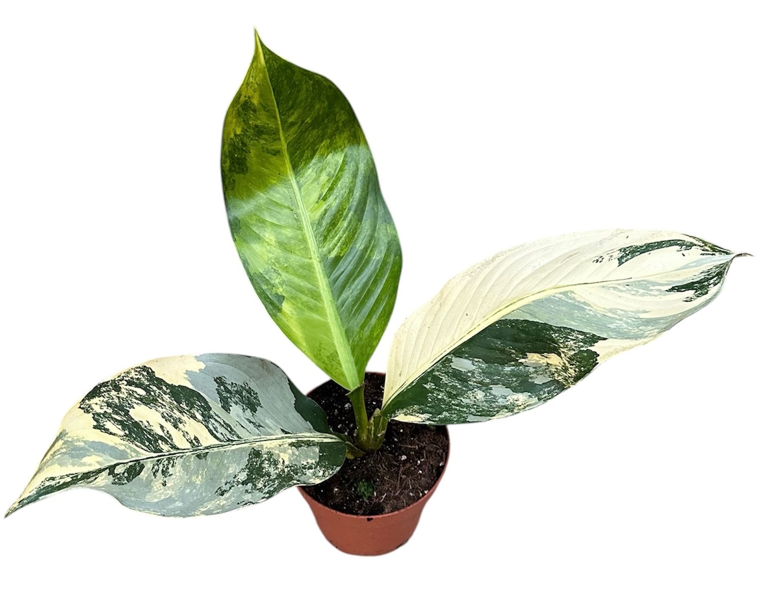 Dieffenbachia seguine 'Big Ben' Variegata Large