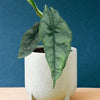 Alocasia Heterophylla 'Dragon's Breath' M