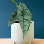 Alocasia Heterophylla 'Dragon's Breath' M