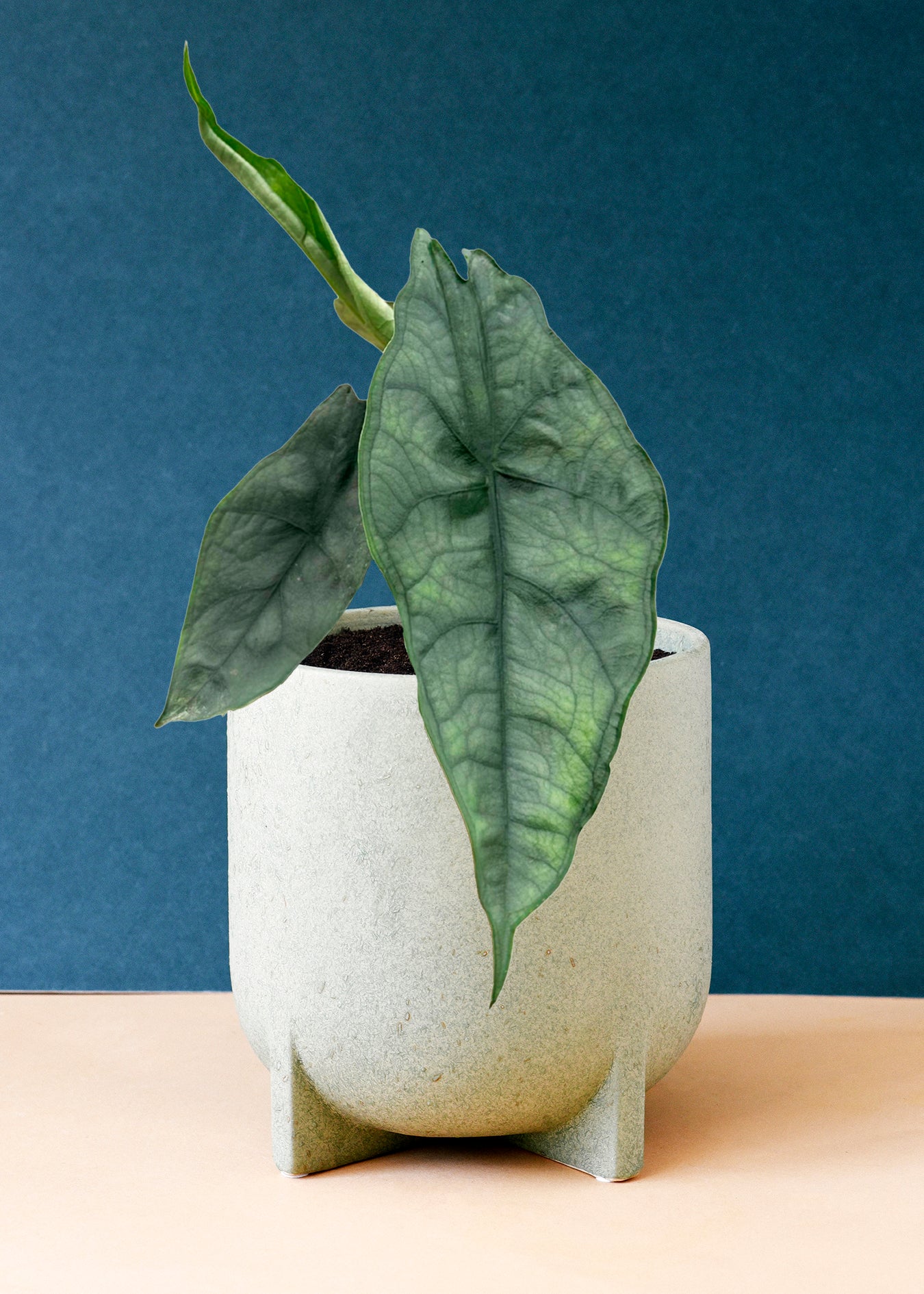 Alocasia Heterophylla 'Dragon's Breath' M