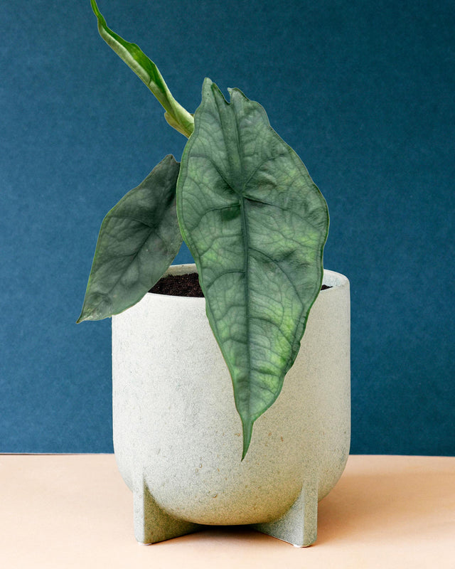 Alocasia Heterophylla 'Dragon's Breath' M