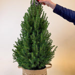 Close-up of a hand decorating the top of a small Picea glauca ‘December’ with a felt Christmas ornament.