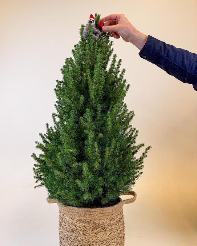 Close-up of a hand decorating the top of a small Picea glauca ‘December’ with a felt Christmas ornament.