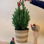 A hand places a festive felt ornament on top of a small Picea glauca ‘December’ tree in a striped basket, with other felt animal decorations displayed around the base.
