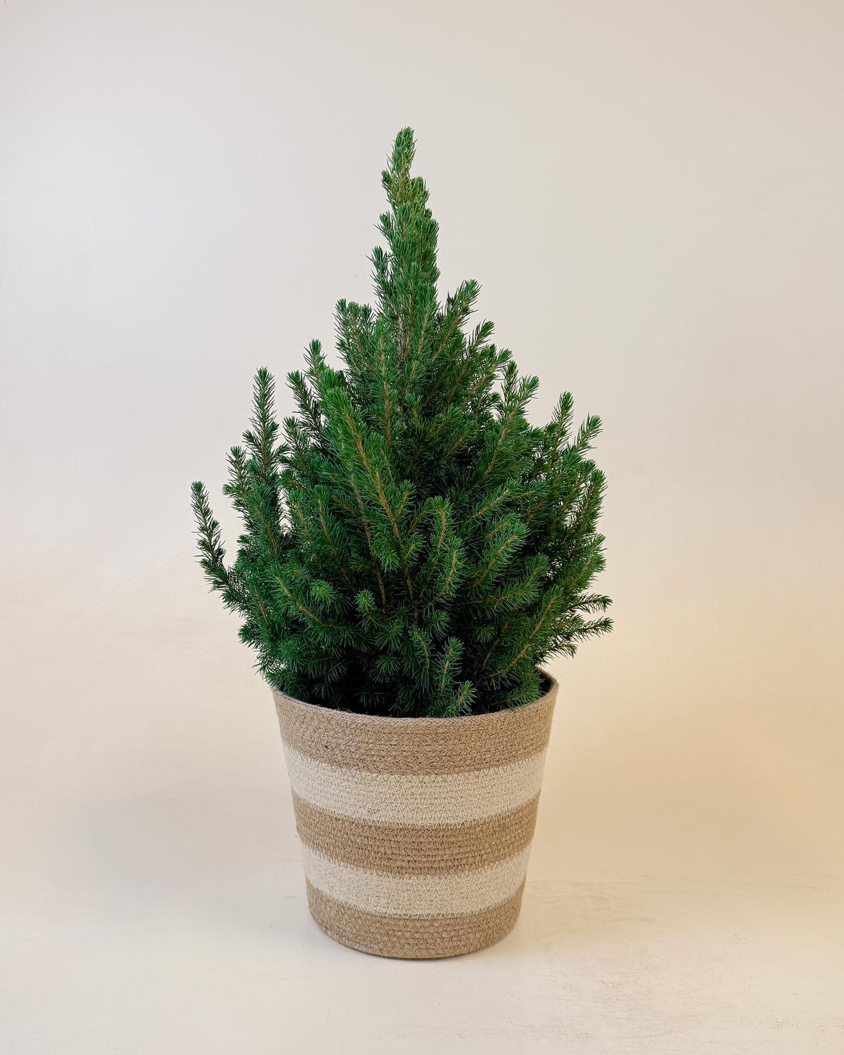 Medium-sized Picea glauca ‘December’ tree in a neutral striped woven basket, ideal as a living Christmas tree.