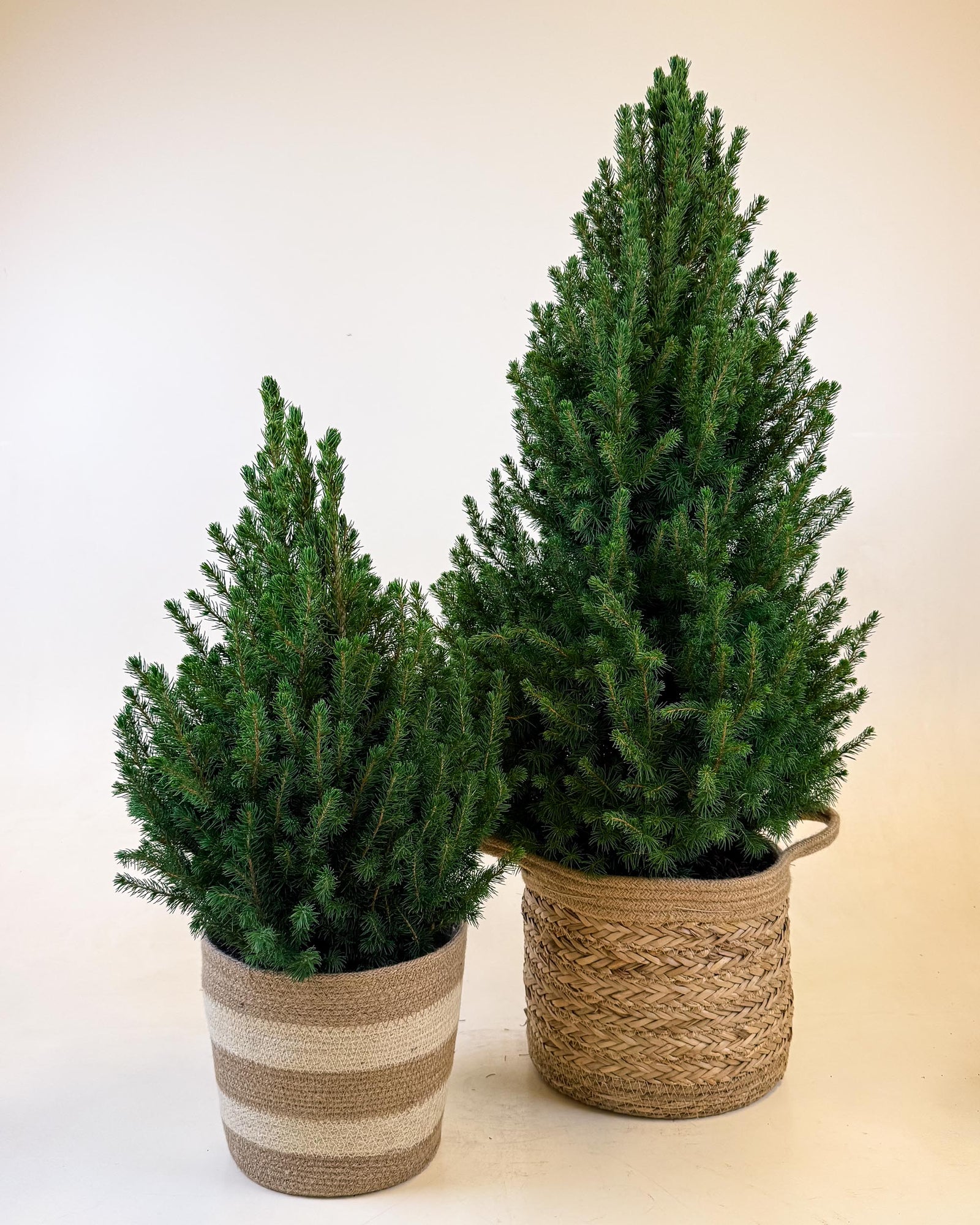 A hand places a festive felt ornament on top of a small Picea glauca ‘December’ tree in a striped basket, with other felt animal decorations displayed around the base.