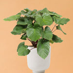 homalomena rubescens maggy