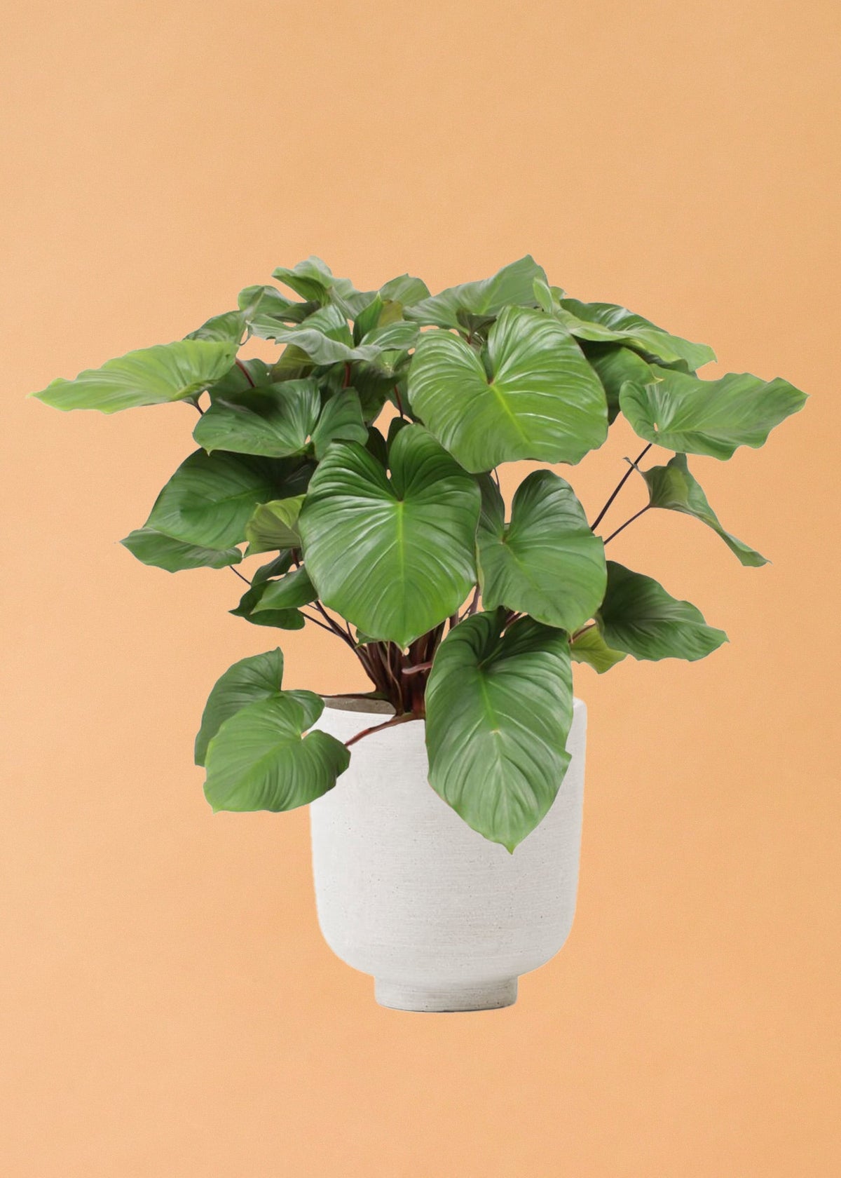 homalomena indoor plant Homalomena rubescens 'Maggy' XL