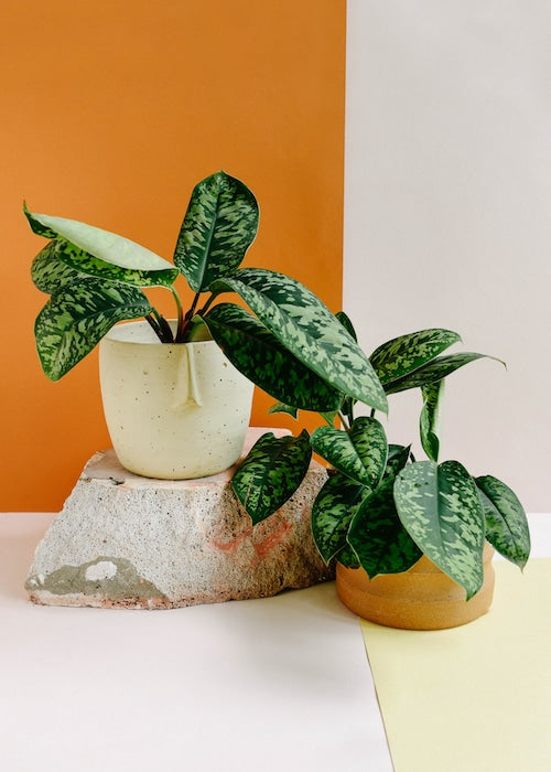 Homalomena wallisii ‘Camouflage’