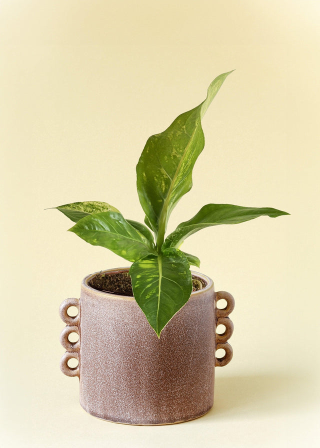 Anthurium Hookeri Variegata M by Plant Circle -  Plant Circle.