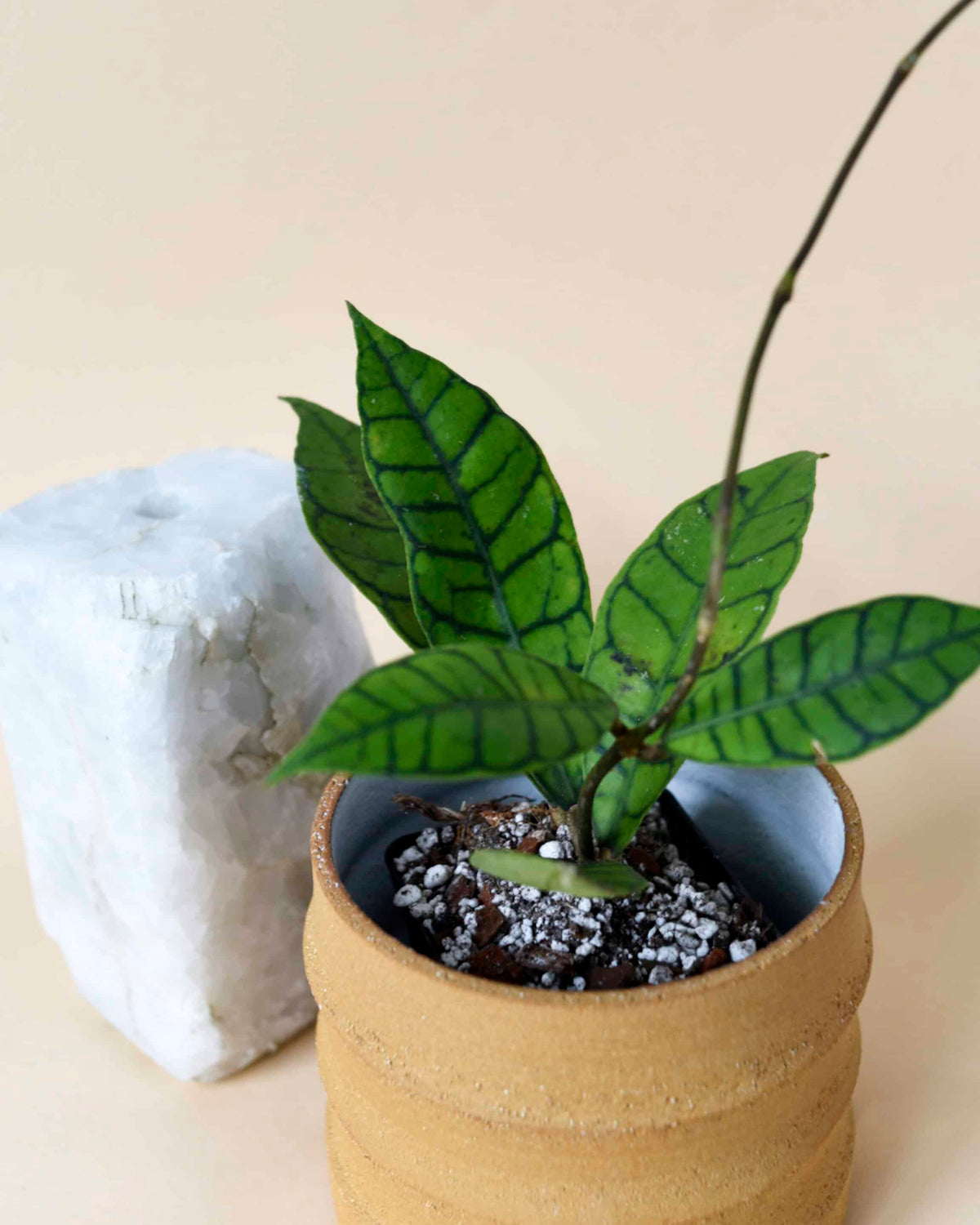 Hoya callistophylla – Baby by Plant Circle (6cm Pot, 15cm Height) -  Plant Circle.