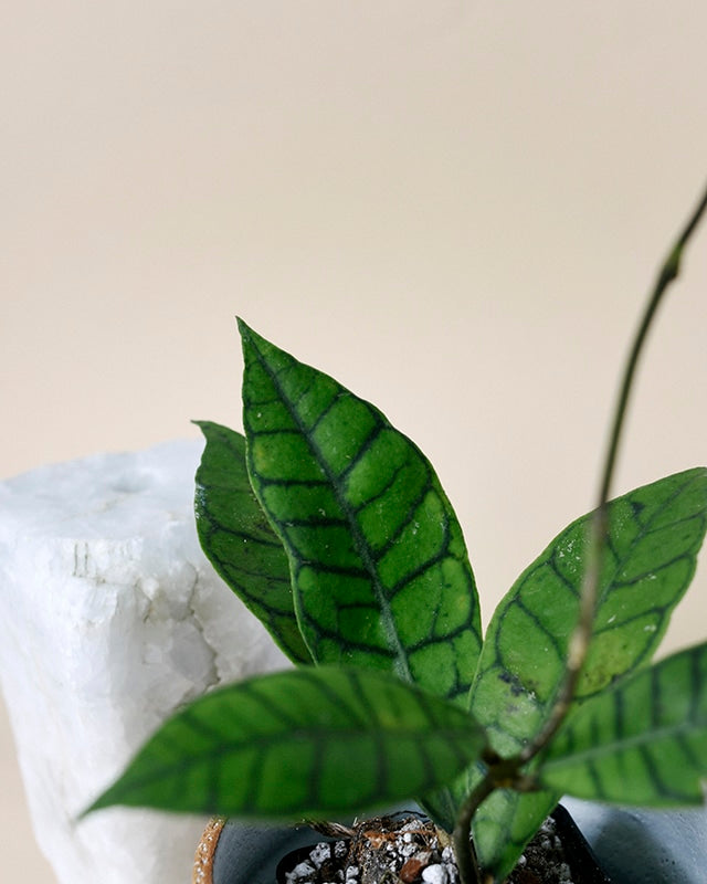 Hoya callistophylla – Baby by Plant Circle (6cm Pot, 15cm Height) -  Plant Circle.