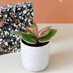 hoya pink flamingo baby