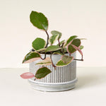 Hoya carnosa 'Flamingo Dream' -  Plant Circle.