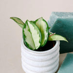 Healthy Hoya Carnosa Tricolor Baby by Plant Circle. A perfect hoya carnosa tricolor baby by plant circle for your indoor houseplant collection.