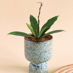Hoya Crassipetiolata by Plant Circle Baby -  6cm pot -  10cm height -  Plant Circle.