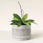 Hoya Crassipetiolata (Medium, 12cm pot, 25cm height) -  Plant Circle.