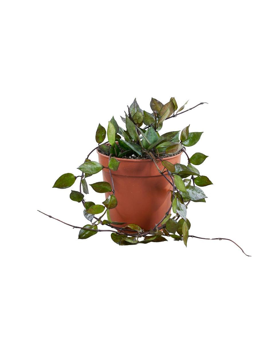 Hoya Krohniana Black Leaves M – Medium, Approx. 15.0cm height – 12.0cm Pot 2