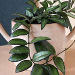 Hoya Rosita Baby – Baby, Approx. 10.0cm height – 6.0cm Pot Default Title 1