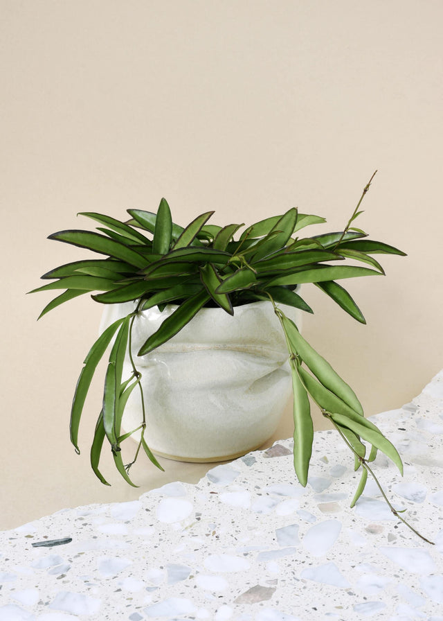 Healthy Hoya Wayetii S by Plant Circle – Small,. A perfect hoya wayetii s by plant circle – small, for your indoor houseplant collection.