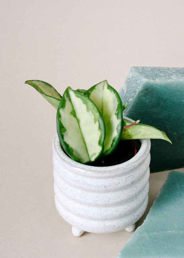 Healthy Hoya Carnosa Tricolor Baby by Plant Circle. A perfect hoya carnosa tricolor baby by plant circle for your indoor houseplant collection.