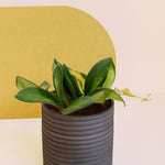 Hoya Burtoniae Variegata Baby by Plant Circle – Baby, Approx. 7.0cm height by Plant Circle – 6.0cm Pot