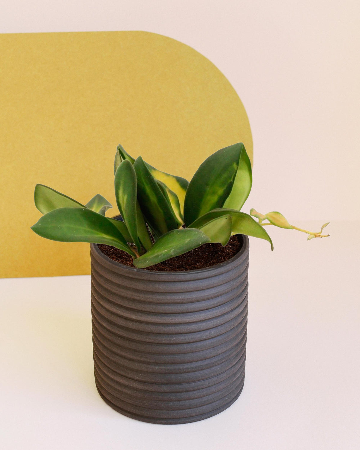 A small Hoya Burtoniae Variegata plant with dark green leaves in a brown pot, placed against a yellow background.