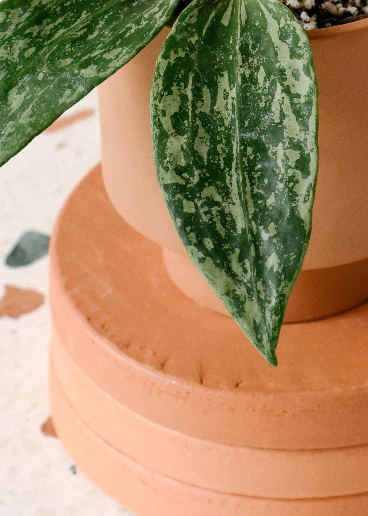 Hoya sp. Rangsan 'Star of Borneo' -  Plant Circle.