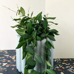 Healthy medium sized Hoya burtoniae
 in a white vase on a dark surface with a light background