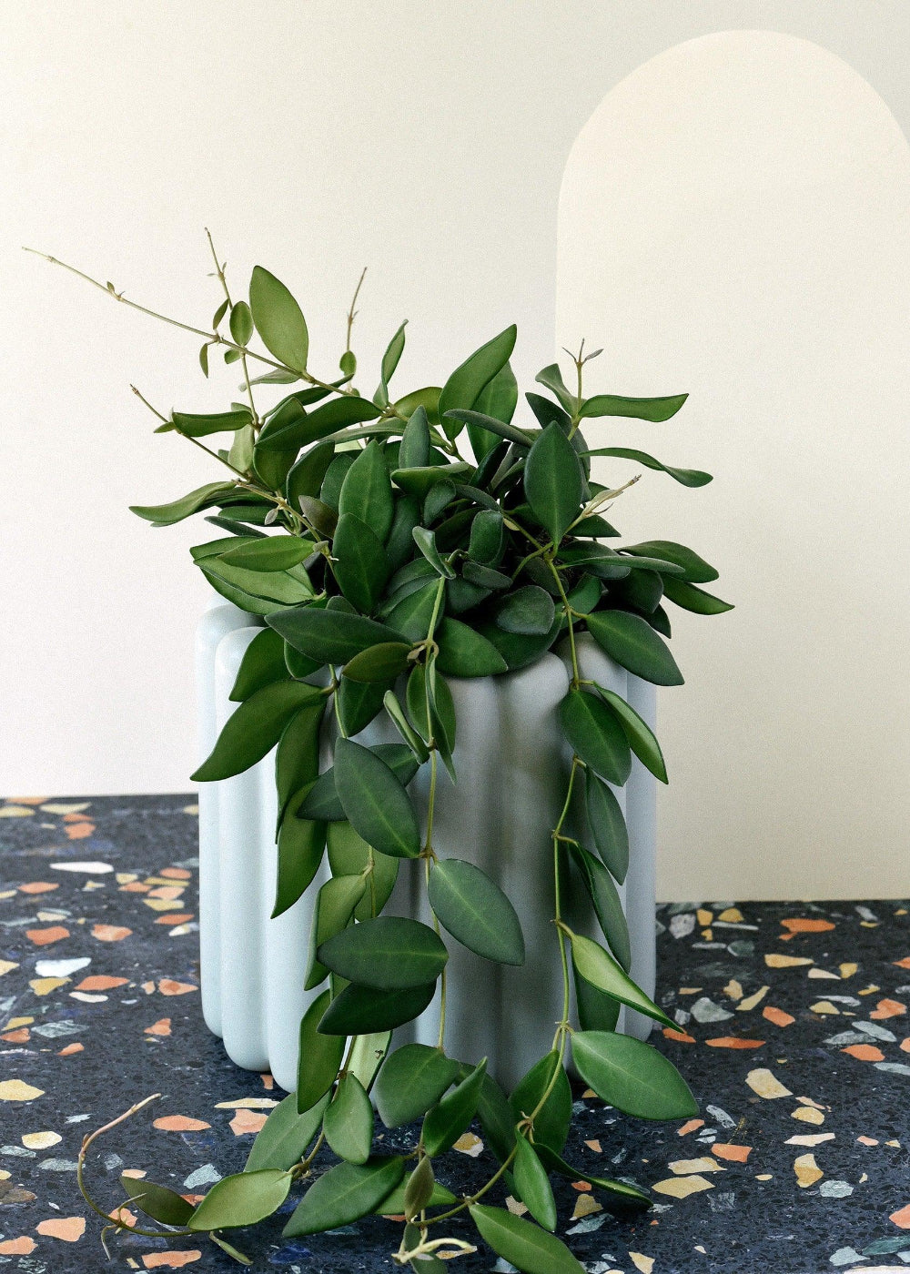 Healthy medium sized Hoya burtoniae
 in a white vase on a dark surface with a light background