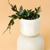 Hoya Krohniana Black Leaves S – Small, Approx. 10.0cm height – 9.0cm Pot Default Title 1