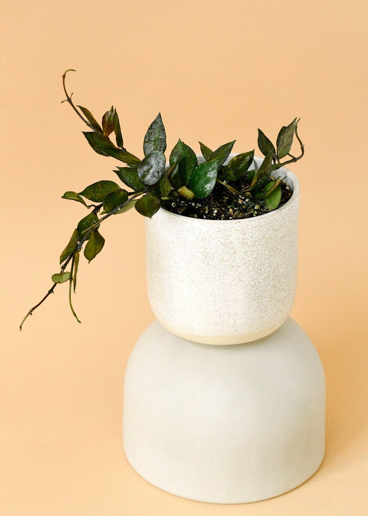 Healthy Hoya Krohniana Black Leaves S by Plant Circle. A perfect hoya krohniana black leaves s by plant circle for your indoor houseplant collection.