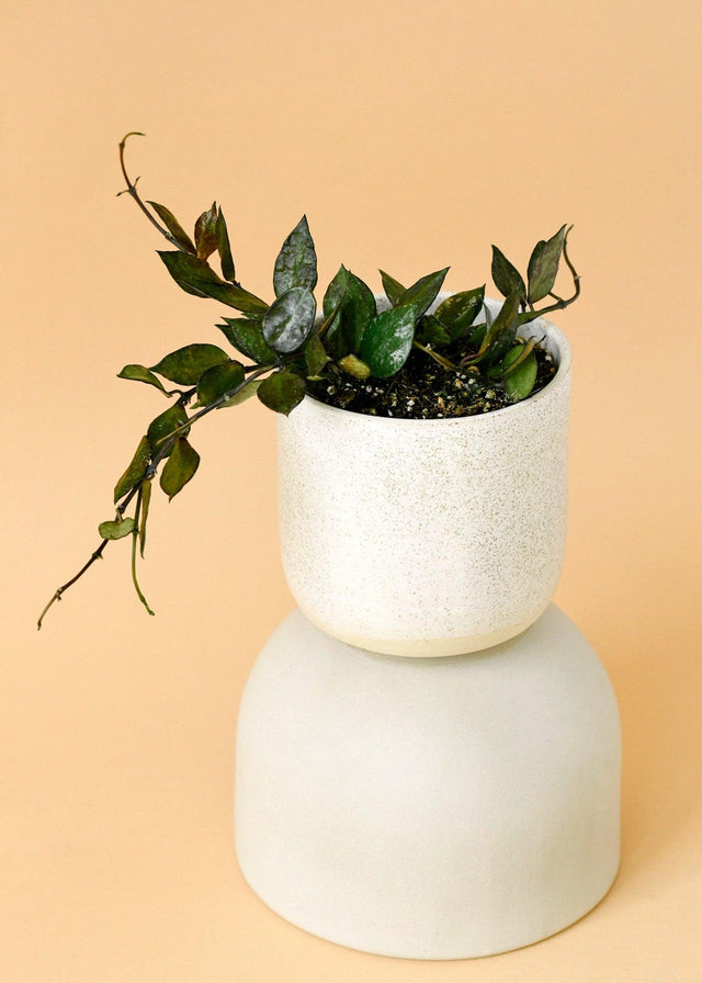 Healthy Hoya Krohniana Black Leaves S by Plant Circle. A perfect hoya krohniana black leaves s by plant circle for your indoor houseplant collection.