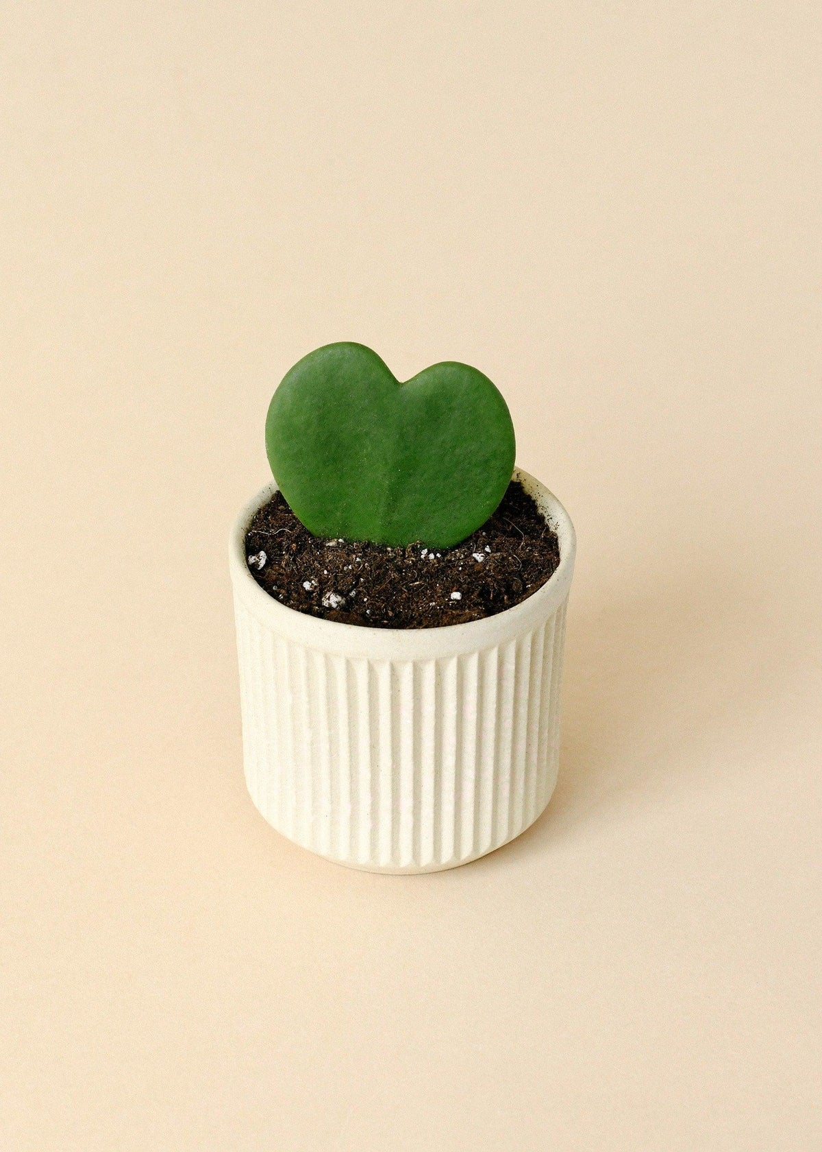 Healthy Hoya Kerrii Baby by Plant Circle. A perfect hoya kerrii baby by plant circle for your indoor houseplant collection.