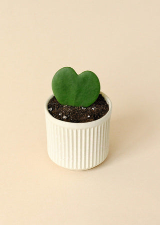 Healthy Hoya Kerrii Baby by Plant Circle. A perfect hoya kerrii baby by plant circle for your indoor houseplant collection.