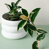 Hoya Carnosa Krimson Queen S – Small, Approx. 10.0cm height – 9.0cm Pot Default Title 1