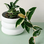 Hoya Carnosa Krimson Queen S – Small, Approx. 10.0cm height – 9.0cm Pot Default Title 1