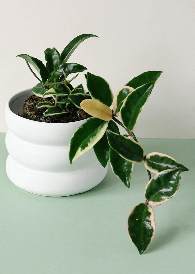 Hoya carnosa 'Krimson Queen' (albomarginata)