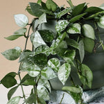 Hoya Krohniana Super Silver S – Small, Approx. 10.0cm height – 9.0cm Pot Default Title 1