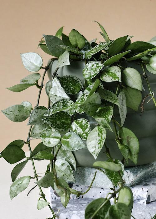 Healthy Hoya Krohniana Super Silver S by Plant Circle. A perfect hoya krohniana super silver s by plant circle for your indoor houseplant collection.